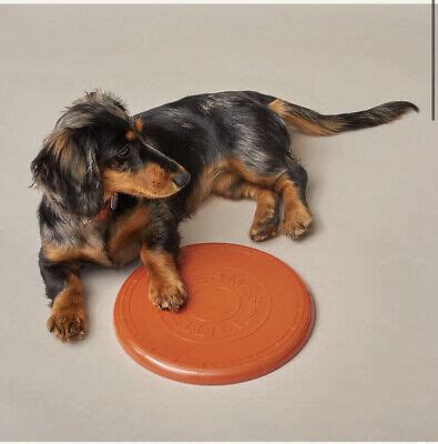 hermes frisbee for dogs.